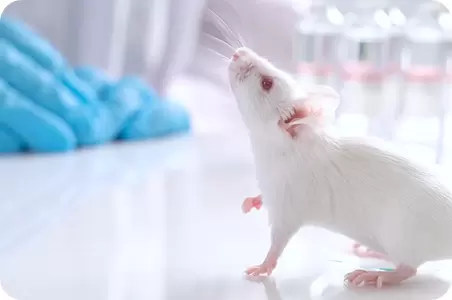 SPF Animal Import | JAX Mouse Import Example